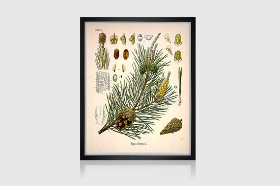Vintage Botanical Conifer Print, Pine Print, Giclee Vintage Botanical Conifer Print, Pine Print, Giclee