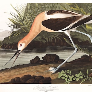 Vintage Bird Avocet Print, Audubon Bird Print, Avocet Poster, American Avocet Audubon Birds of America