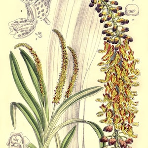 Vintage botanical print,  Mycaranthes orchid print, medicinal plant Hoodia currorii illustration,  floral print,kitchen print, herbal plant