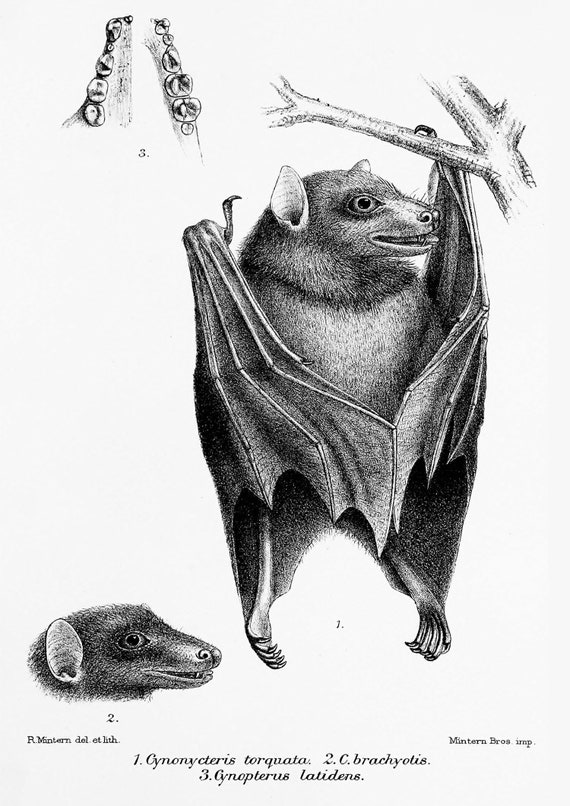 Vintage bat and bat face print halloween bat print bat wall Etsy