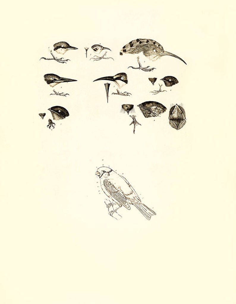 Bird finch study vintage print anatomy image illustration | Etsy