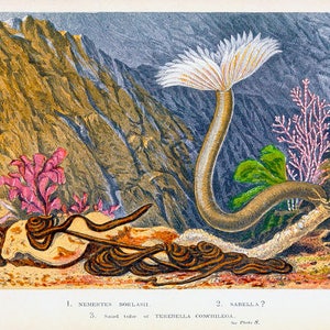 May include: An illustration of three marine animals: a white and brown segmented worm with a feathery crown, a brown segmented worm with a long, thin body, and a brown segmented worm with a long, thin body and a feathery crown. The illustration is labelled with the scientific names of the animals: Nemertes Borlasii, Sabella?, and Tehebella Conchillega.
