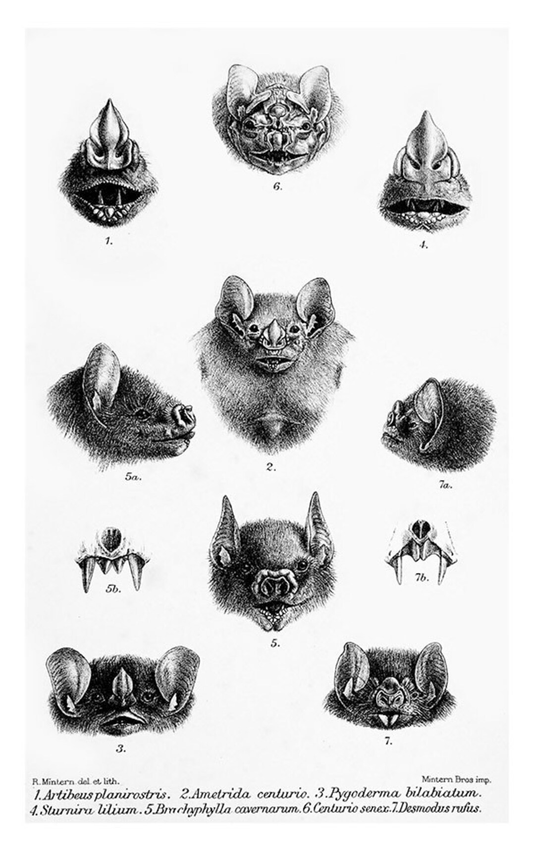 Vintage Bat and Bat Faces Print , Halloween Bat Print, Bat Wall Decor
