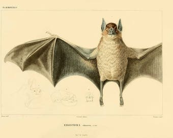 Vintage bat print , Edostoma cinerea bat print, bat print, bat wall decor, nursery bat print, bat anatomy, educational vintage print