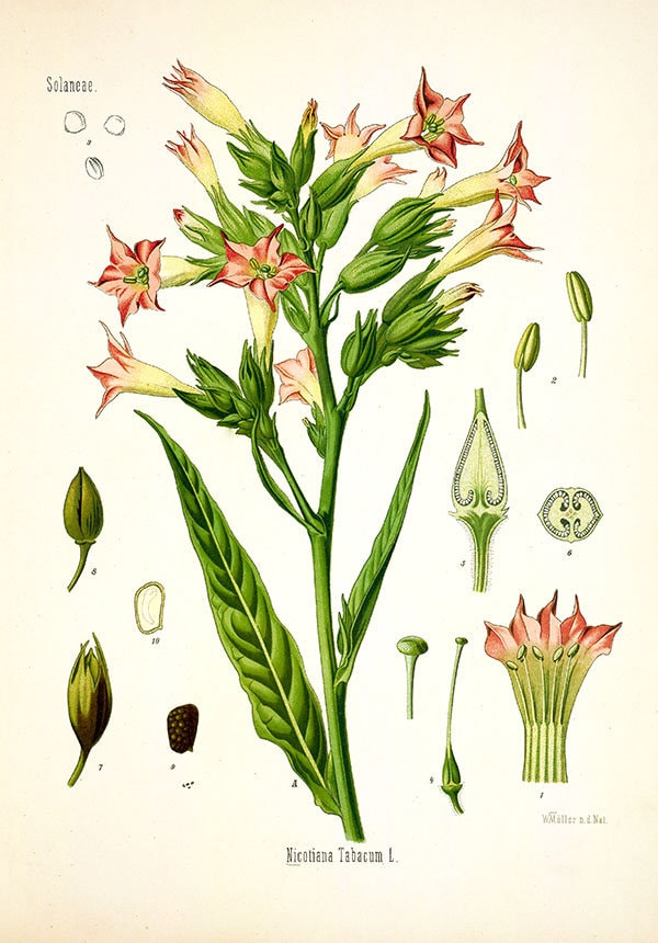 tobacco flower drawing Vintage Botanical Floral tobacco print herb plant flowers seeds herbal  print, flower and seeds print, vintage floral print, vintage herb