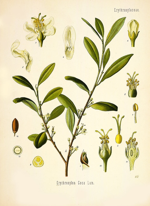 esenta plant Epazote aka Mexican Tea (Dysphania ambrosioides) – Earthbeat Seeds