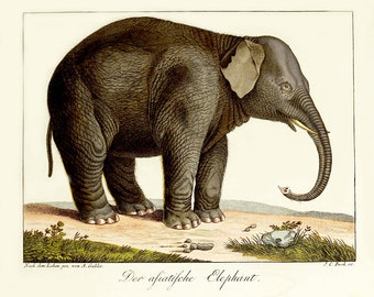 Vintage Asian Elephant print- elephant image-elephant wall decor-cabin vintage print-wild animal-animal print-story print
