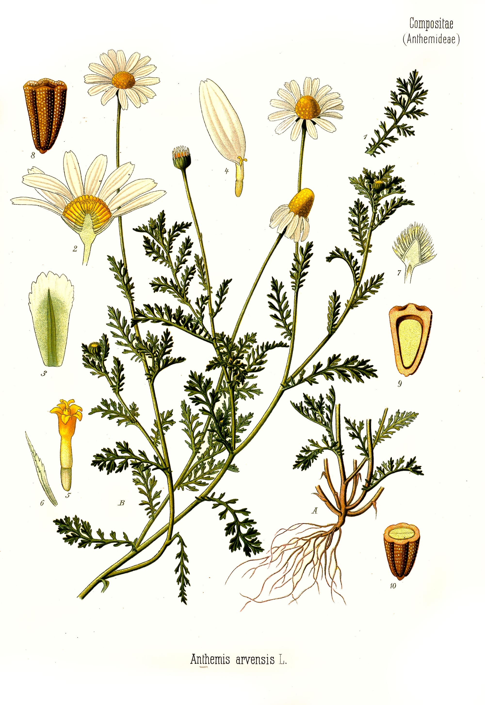Vintage Botanical Floral Anthemis Chamomile on Quality Paper Print Herb  Plant Flowers Herbal, Flower and Seeds Print, Floral Print - Etsy Sweden