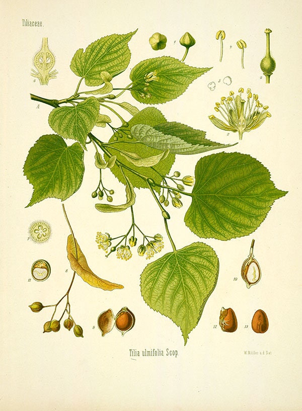 Vintage botanische bloemen Tilia lindeboom print kruid plant bloemen  kruiden print, bloem en zaden print, vintage bloemen print, vintage boom