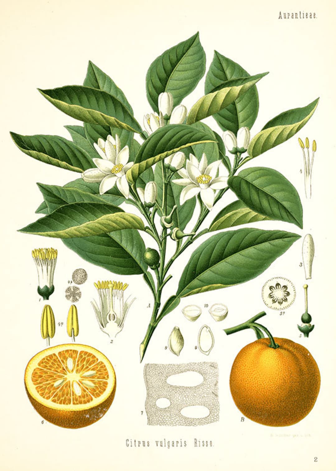 Vintage Botanical Citrus Print Lemon Plant Tree Flowers Seeds Etsy