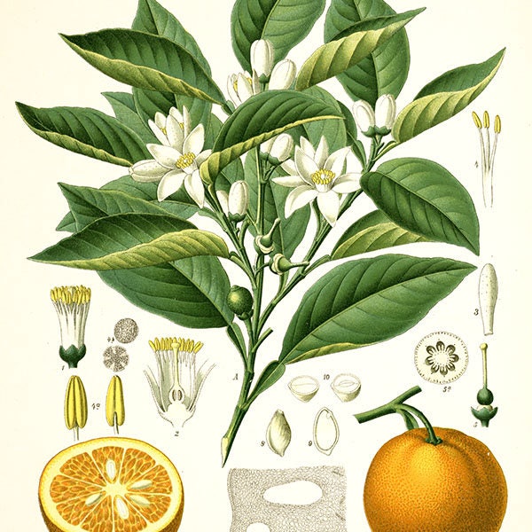 Vintage Botanical Citrus  print lemon plant tree  flowers seeds,  citrus and seeds print, vintage tree print, vintage plant art