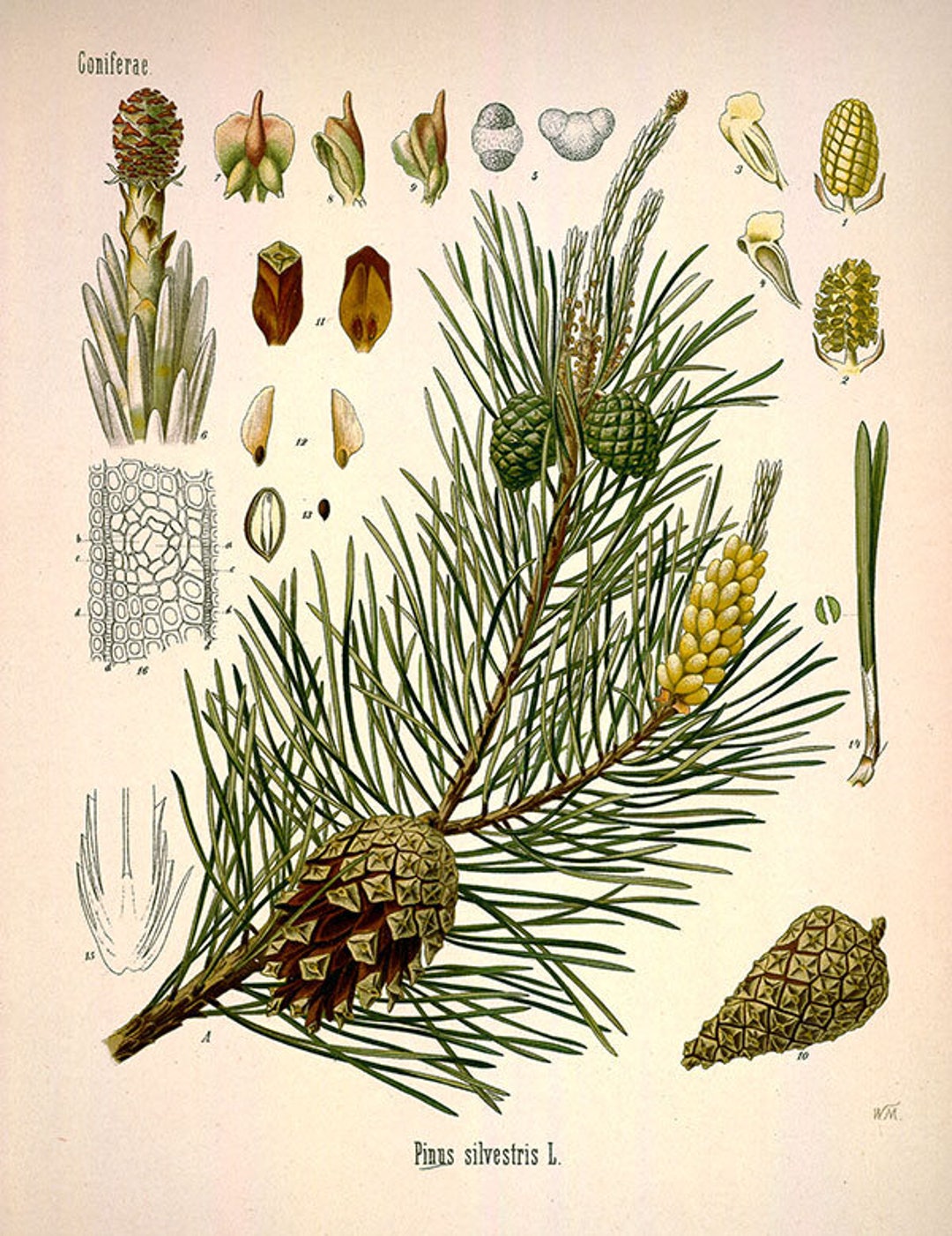 Vintage Botanical Conifer Print, Pine Print, Giclee Vintage Botanical Conifer Print, Pine Print, Giclee