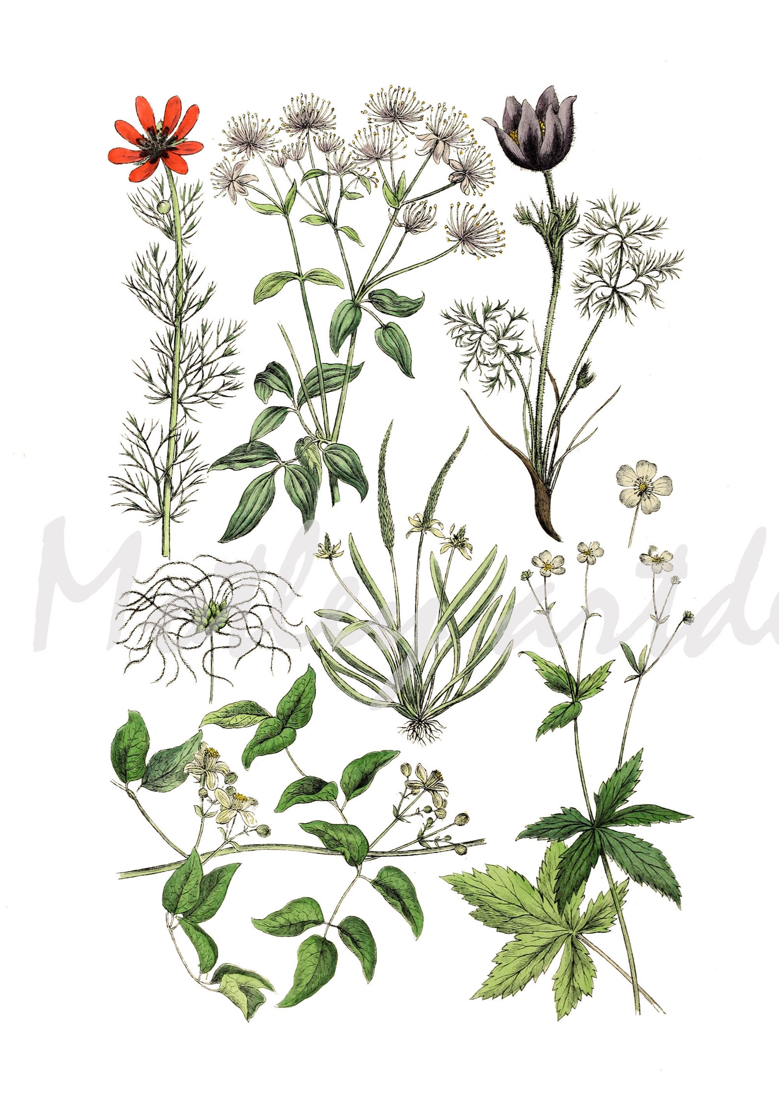 Wild Flowers Clipart Printable Print Instant Download, Botanical ...