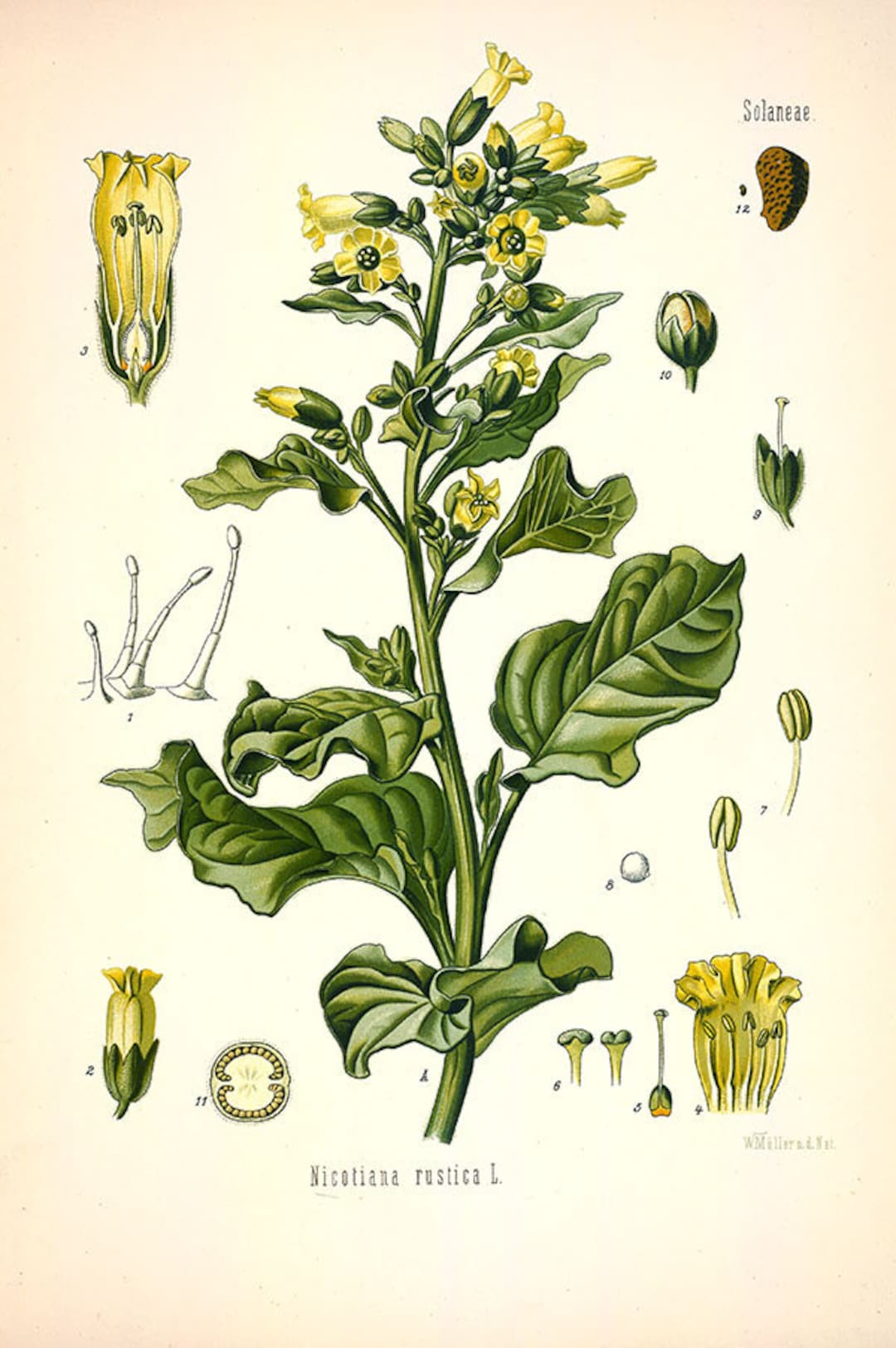 Vintage Tobacco Print, Nicotiana Rustica Print, Vintage Botanical Prints, Plant, Flower and Seeds Print, Vintage Print, Vintage Plant Art