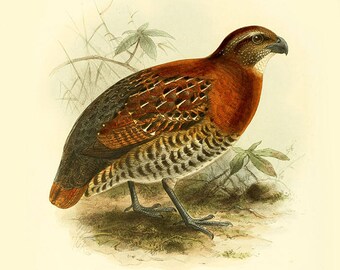 Vintage Tawny-faced Quail print- quail bird print- vintage bird prints -nature image wall art- tropical bird print-nursery-housewarming