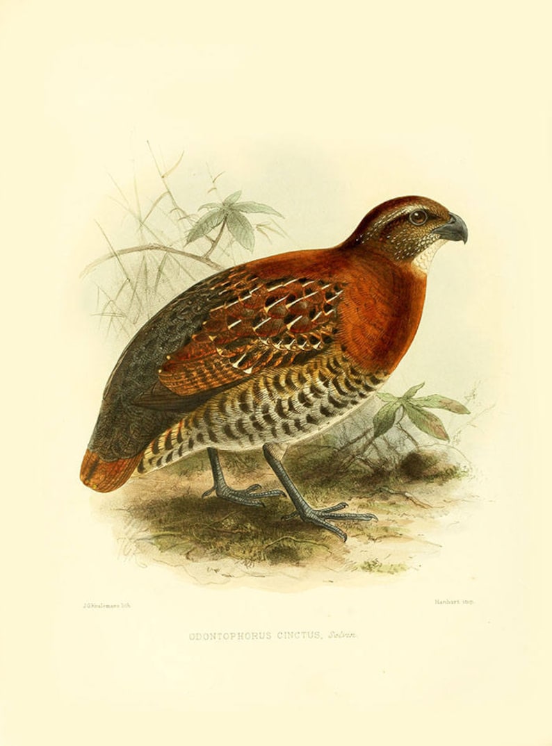 Vintage Tawnyfaced Quail print quail bird print vintage Etsy
