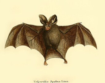 Vintage bat print , animal print, vepertillio bat print, bat wall decor, nursery bat print, bat anatomy, educational vintage print