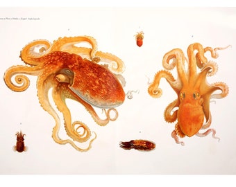 Nautical nursery sea orange octopus  print-antique octopus image print- vintage sea illustration-gift for fisherman-sea creatures-fish