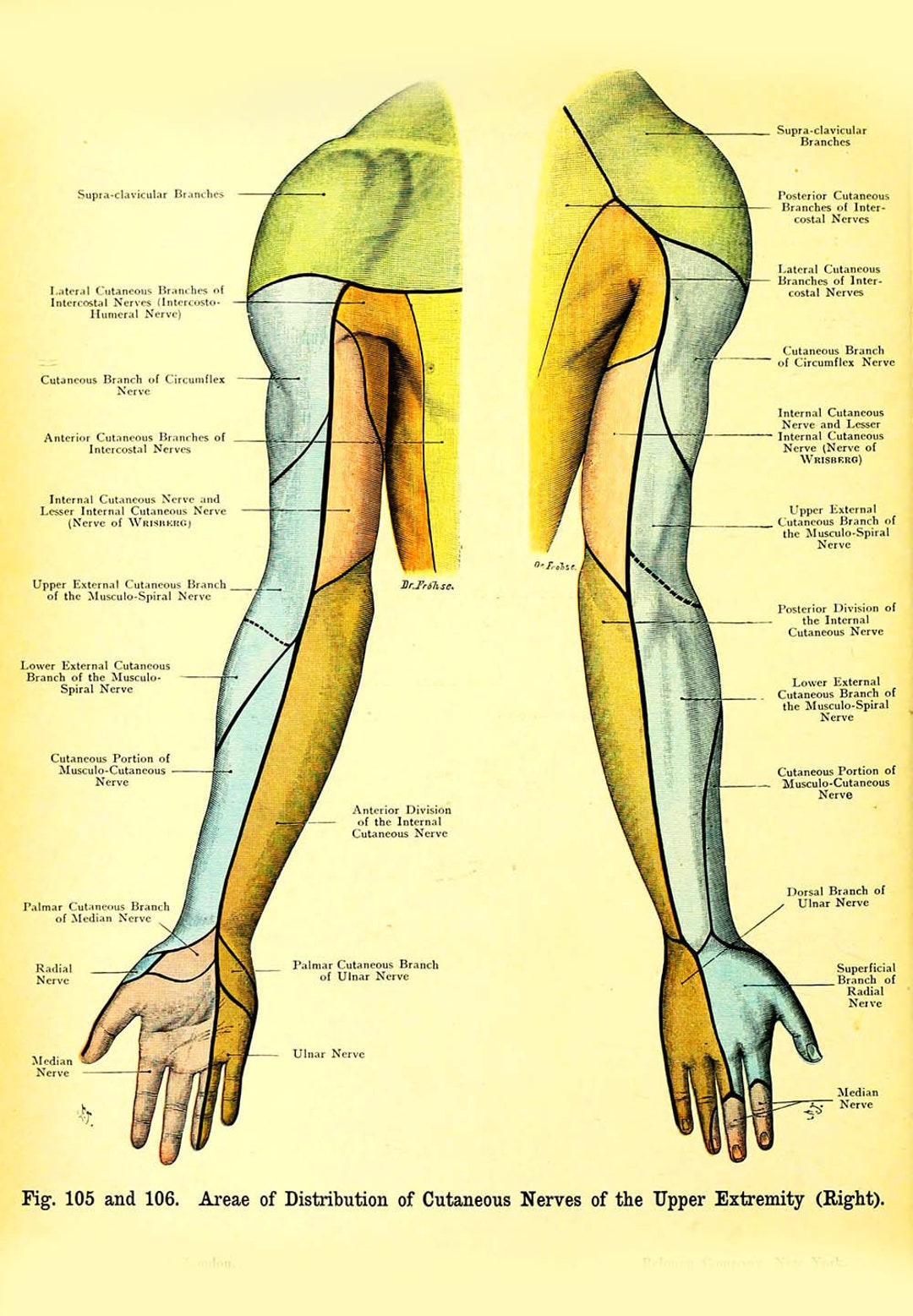 Human Anatomy Archival Arm Print Orthopedic Art Med Student Etsy