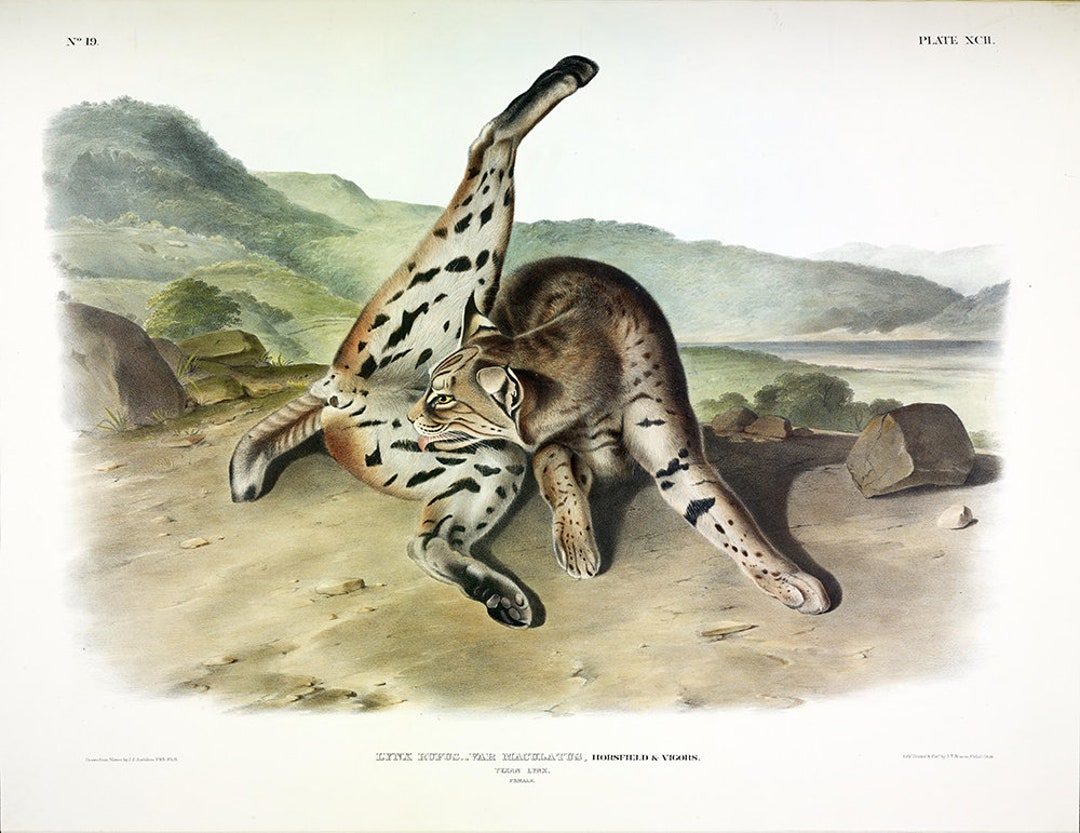Vintage Lynx Cat Print-lynx Rufus-wall Decor-lynx Illustration-cabin ...