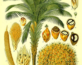 Vintage Botanical Floral oil palm print herb plant flowers  herbal print,  flower and seeds print, vintage floral print