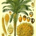 see more listings in the Vintage Botanical prints section