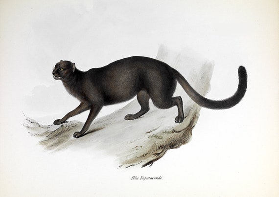 Vintage feline cat print- felis jaguarundi- image-cat wall decor-leopard  illustration-cabin vintage print-wild animal-animal print