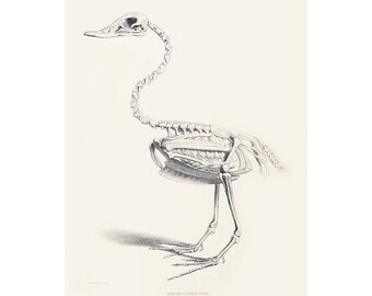 Könnte beinhalten: Eine detaillierte anatomische Illustration eines Entenskeletts, gezeichnet in Schwarzweiß mit Bleistift auf weißem Hintergrund. Das Skelett ist in stehender Position dargestellt, mit dem Kopf zur Seite gedreht.