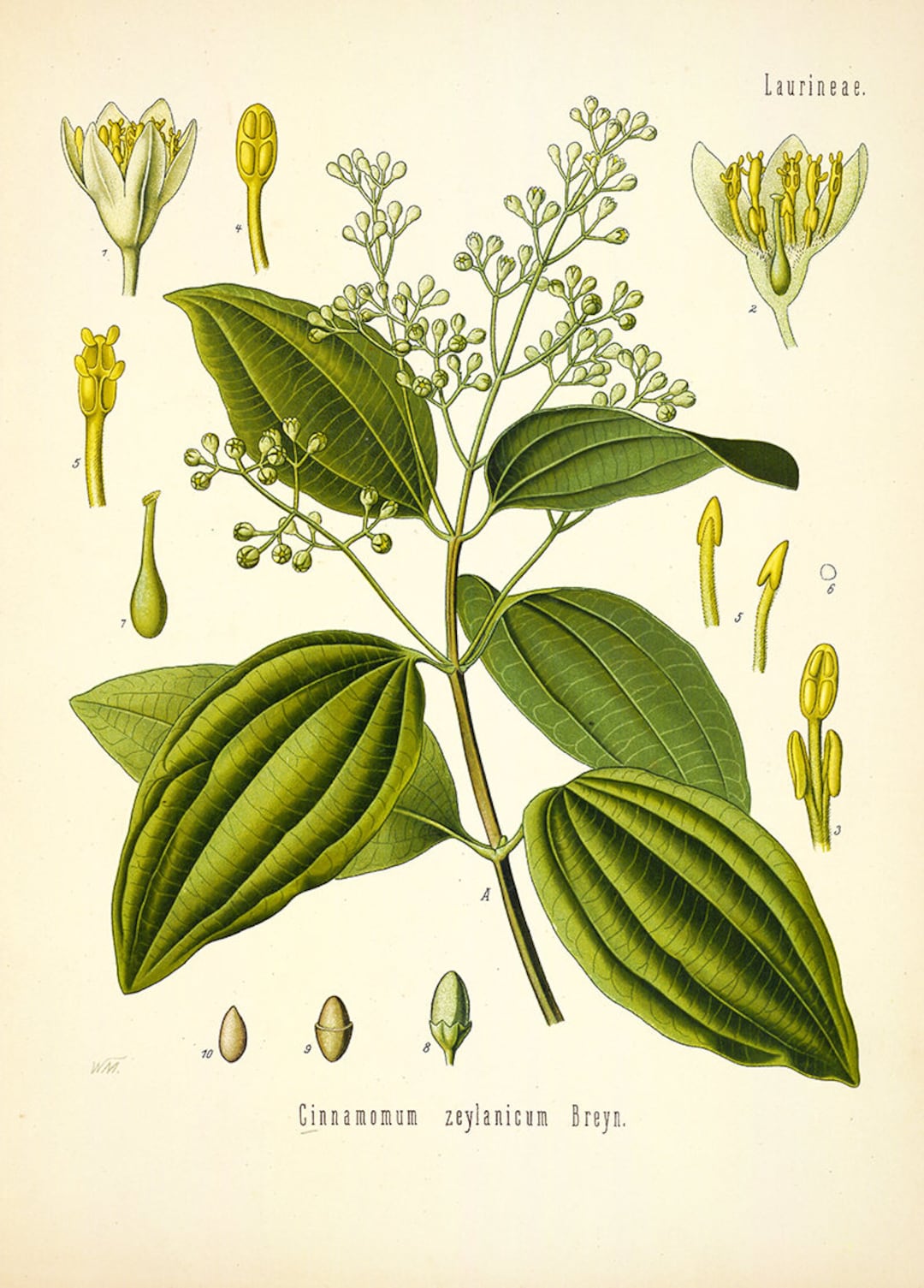 Vintage Cinnamomum Zeylanicum Tree Print, Cinamon Flower