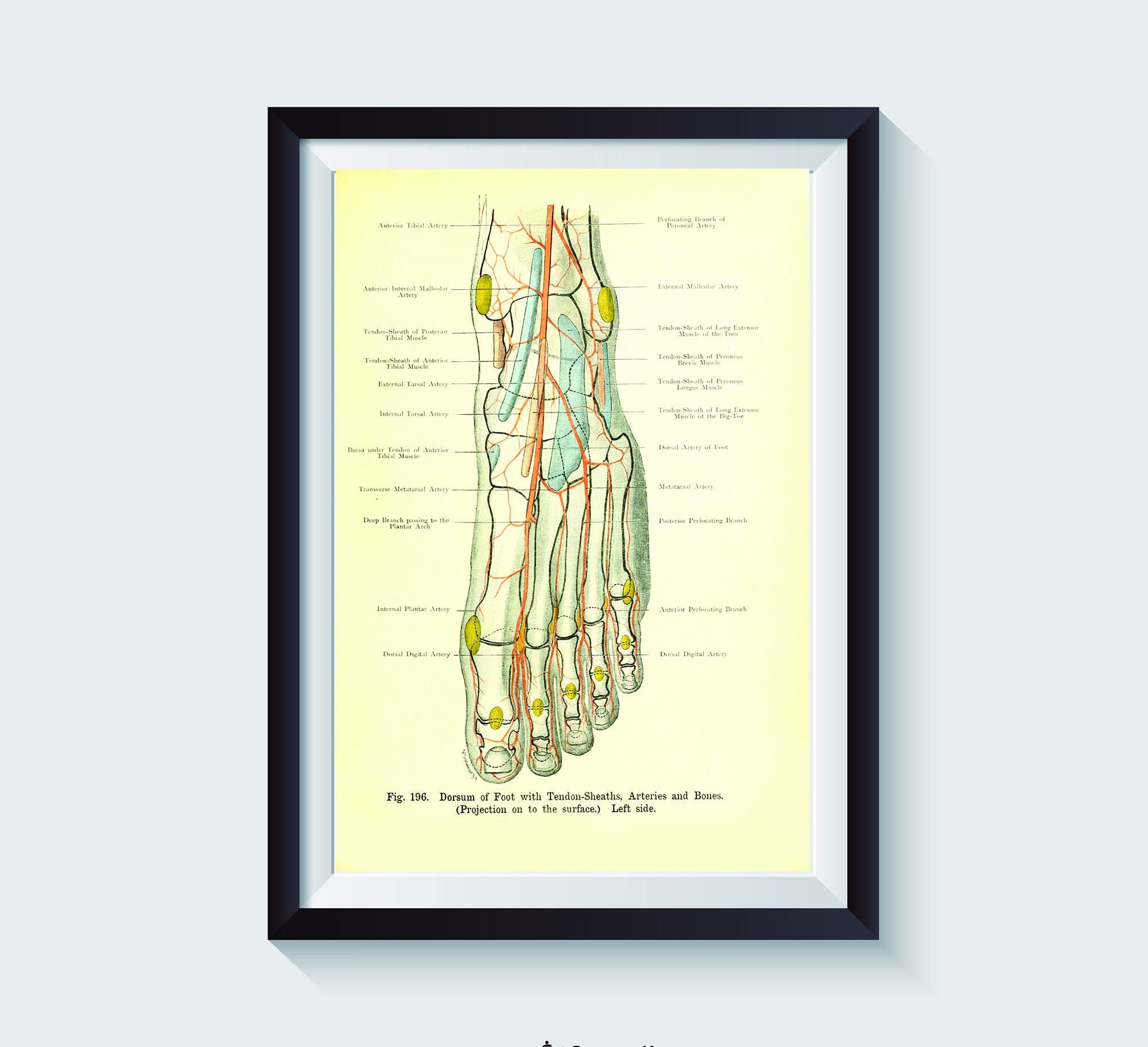 Human Anatomy Archival Foot Print- Orthopedic Art - Med Student Gift ...