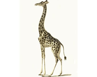 Girafftryck - vintage giraffbild - giraffväggdekor - stuga vintagetryck - vilddjur - djurtryck - djungeldäggdjur - hög häst