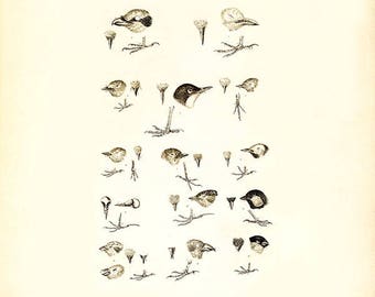 Illustrazione dell'uccello Studio anatomia vintage stampa natura immagine, antico uccello immagine stampata, illustrazione dell'annata dell'uccello, uccello di arte stampa, teste di uccello