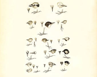 Bird study anatomy vintage print  nature image illustration, antique bird image print, vintage bird illustration, art bird print, bird heads