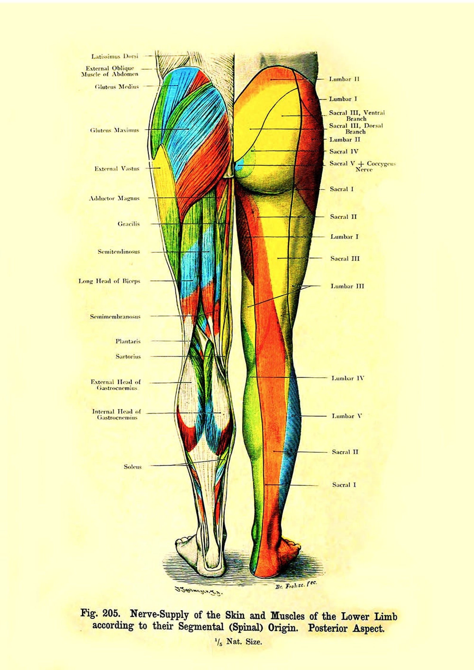 Human Anatomy Vintage Printhuman Limb Anatomyhaeckelnerve Etsy