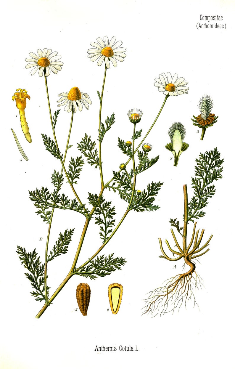 Vintage Botanical Floral Anthemis chamomile on quality paper print herb plant flowers herbal, flower and seeds print, floral print image 1
