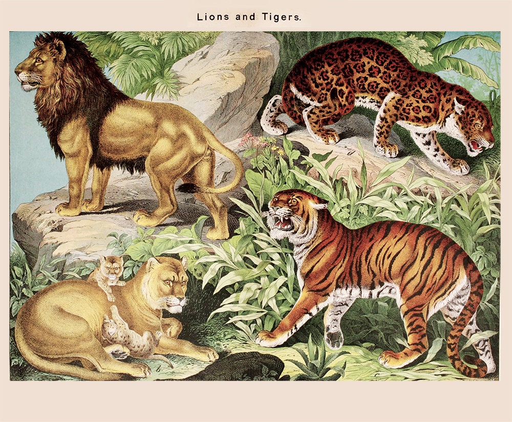 Vintage leones, tigres, jaguares gatos print-wild cats-decoración