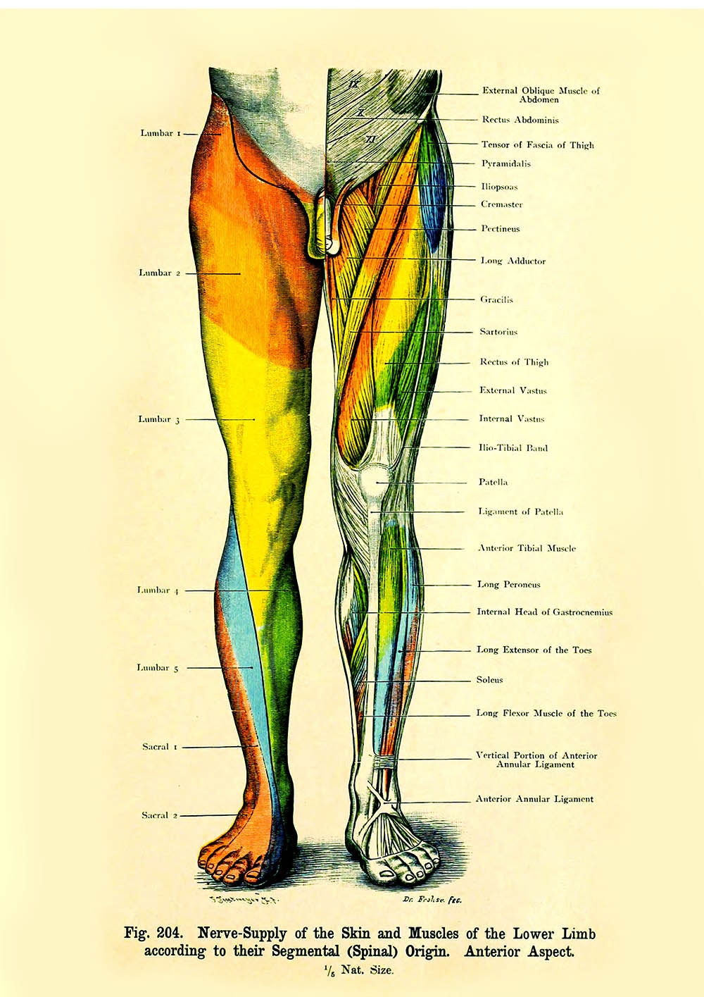Human Anatomy Vintage Print-human Limb Legs picture