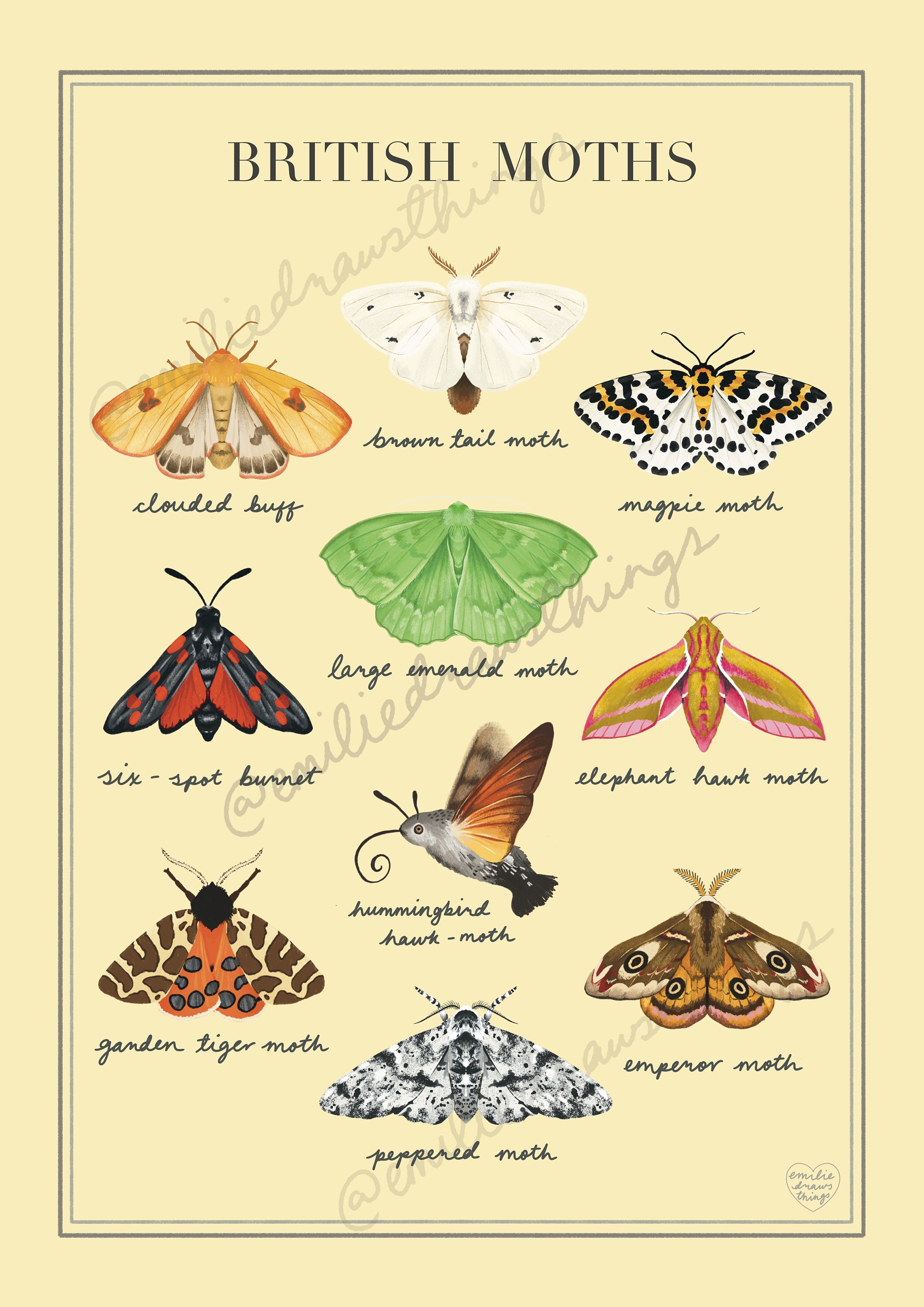 British Moths Illustrated Art Print A3 A4 Unique Gift | Etsy