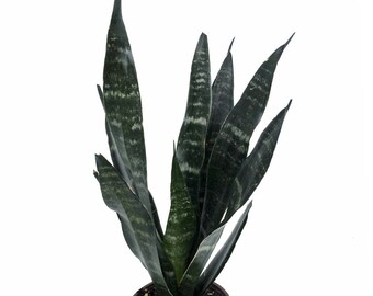 Snake Plant / Mother in Law's Tongue (Sansevieria Black Coral) Air Purifying Plant - Easy Care Houseplant, Housewarming, Birthday Present
