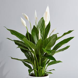 Peace Lily (spathiphyllum) Air Purifying Indoor Plant in 4” 3D Printed BioPot