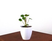 Baby Pilea Peperomioides (Chinese Money Plant) Live Houseplant - Easy Care Indoor Plant, Home Decor, Office, Gardening, holiday gift