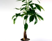 Medium Money Tree Indoor Plant in 5 3D printed Biopot, Easy Care Pet Safe low light