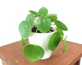 RARE Small Pilea Peperomioides (Chinese Money Plant) Live Houseplant - Easy Care Indoor Plant, Home Decor, Office, Gardening, minimalistic
