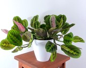 Large Prayer Plant (Red Maranta) Air Purifying Indoor Plant, Live Houseplant - Easy Care Plant, Gardening, Home, Office, Dorm decor