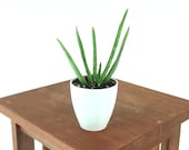 Baby Aloe Vera Air Purifying Plant - EASY CARE Live Houseplant,Outdoor Plant, Housewarming, Birthday Present, New to Gardening, Home