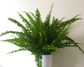 Large Boston Fern Air Purifying Plant - Pet Friendly,Easy Care Live Houseplant,Outdoor Hanging Plant, Housewarming Gift Birthday Present