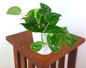 Satin Pothos Air Purifying Live Indoor Plant- Easy Care Houseplant, Hanging Plant, Housewarming, Birthday Present, Gift for Her, Gardening