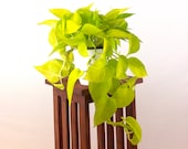 Large Neon Pothos Air Purifying Indoor Plant, Live houseplant, Easy Care, Housewarming, Birthday Present, Gift for Her, gardening