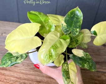 Philodendron Burle Marx Variegated -- US SELLER