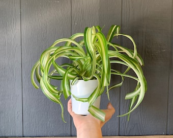 Curly Spider 'Bonnie' Air Purifying Indoor Plant (low light) in 4" 3 D printed Biopot